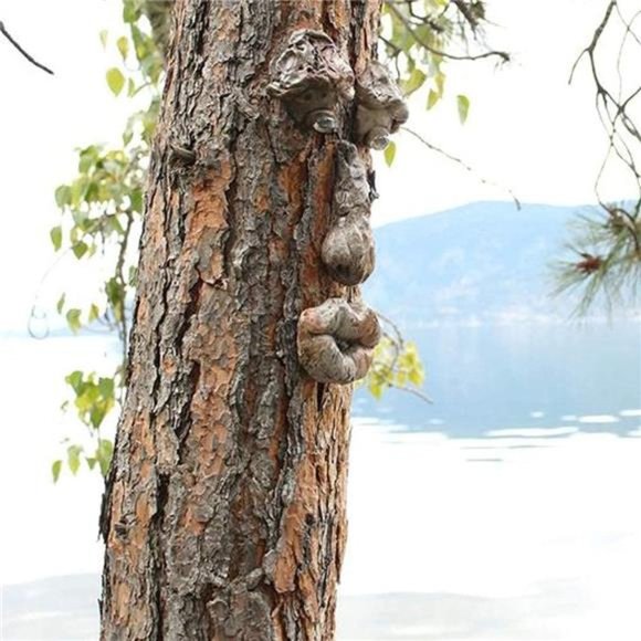 Tree Faces Decor Outdoor,Tree Face Outdoor Statues OldMan Tree Hugger Bark Ghost - Picture 5 of 6